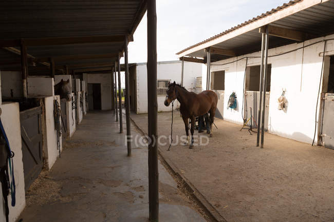 Mulher colocando ferraduras na perna de cavalo no estábulo — Fotografia de Stock