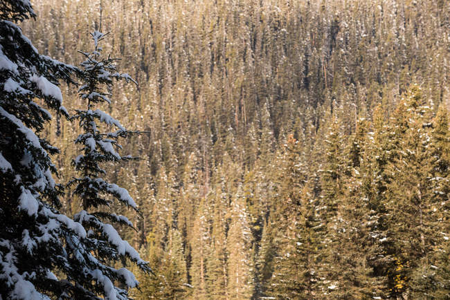 Arbres recouverts de neige avec une forêt dense de pins en arrière-plan — Photo de stock