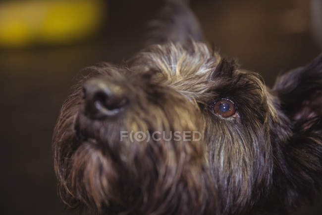 Primer plano de shih tzu cachorro mirando hacia arriba en el centro de cuidado del perro - foto de stock