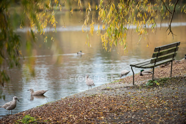 Живописный вид на купание водоплавающих птиц в озере парка — стоковое фото