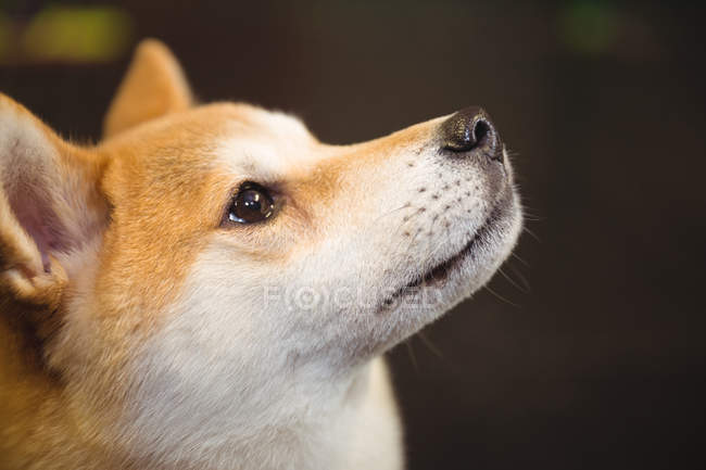 Close-up of shiba inu puppy looking up at dog care center — Stock Photo