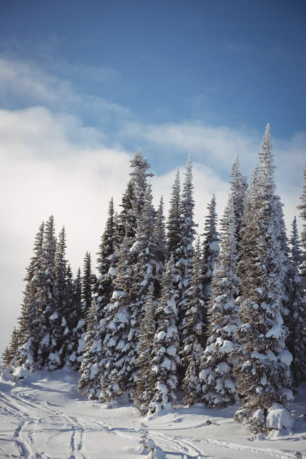 Pinhais nevados na montanha alp durante o inverno — Fotografia de Stock