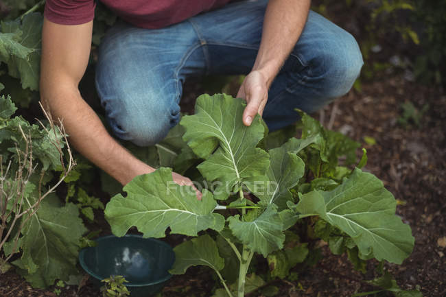 Средняя часть человека срезает листья свеклы в огороде — стоковое фото