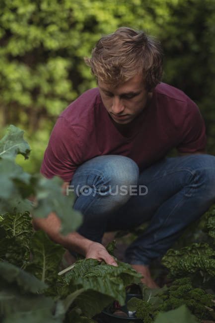 Hombre cortando hojas de lechuga de la planta en el huerto - foto de stock