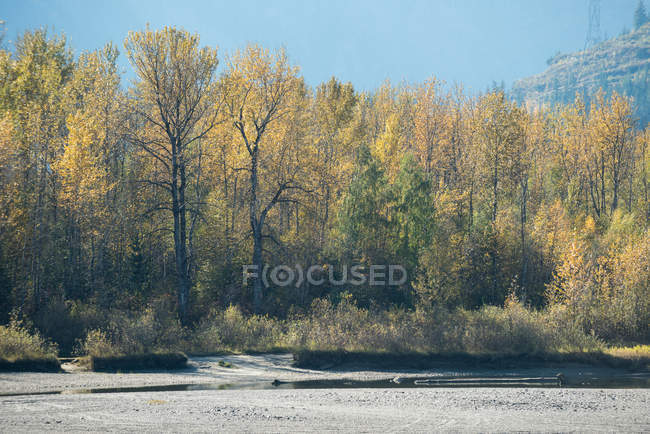 Vista tranquila de pinheiros na bela floresta — Fotografia de Stock