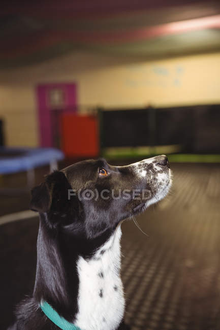 Close-up of a curious dog looking up — Stock Photo