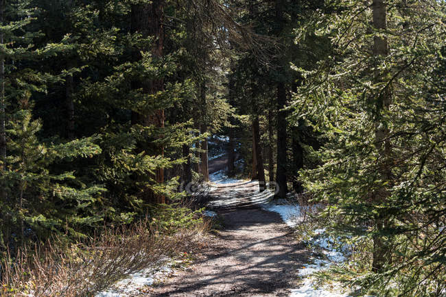 Estrada através da floresta com neve no chão — Fotografia de Stock