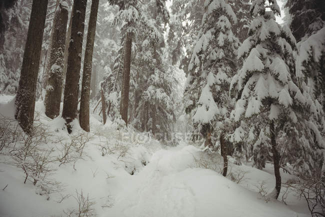 Pinhais cobertos de neve durante o inverno — Fotografia de Stock
