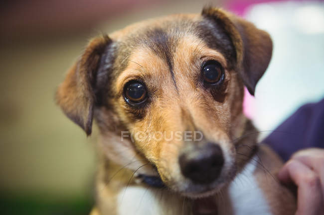 Close-up de um cão no centro de cuidados do cão — Fotografia de Stock