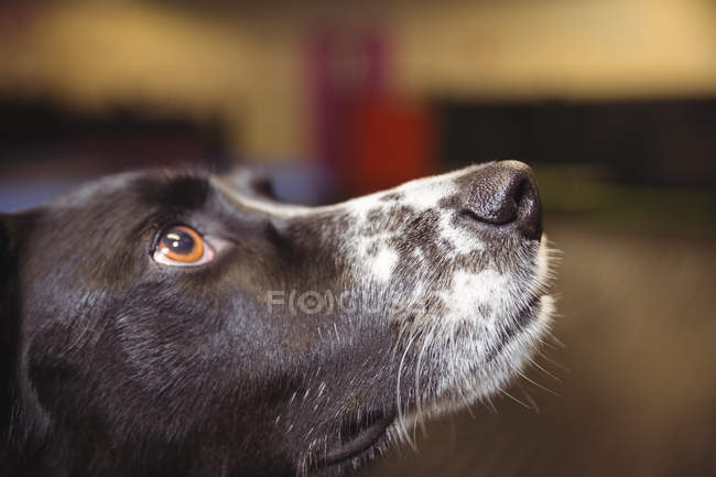 Close-up de um cão curioso olhando para cima — Fotografia de Stock