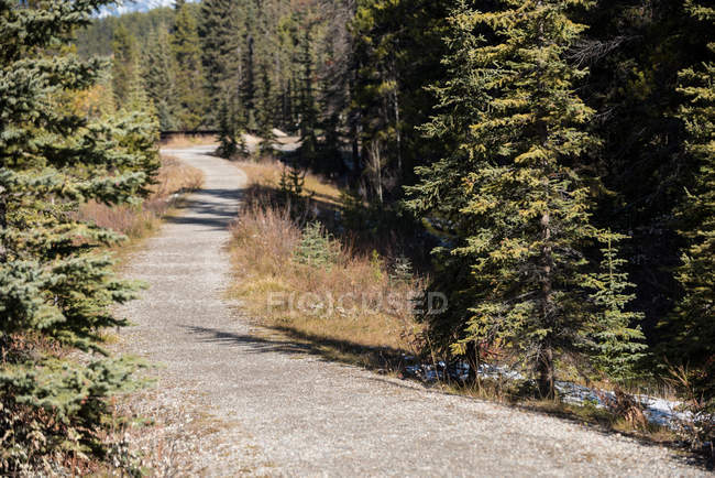 Road through seasonal forest in sunlight — Stock Photo