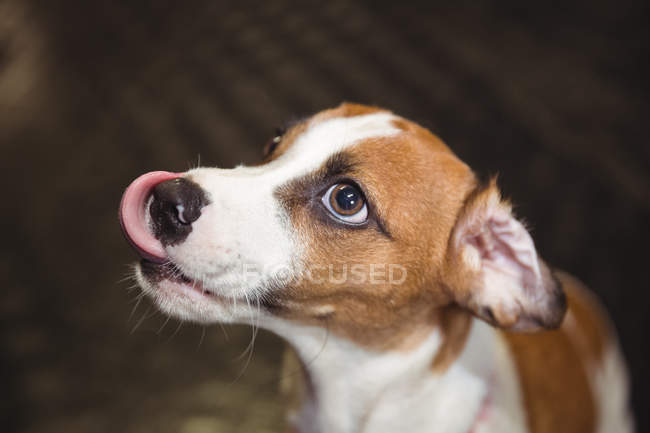 Primer plano de la rata terrier cachorro mirando hacia arriba en el centro de cuidado del perro - foto de stock