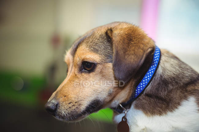 Primer plano del perro con collar azul - foto de stock