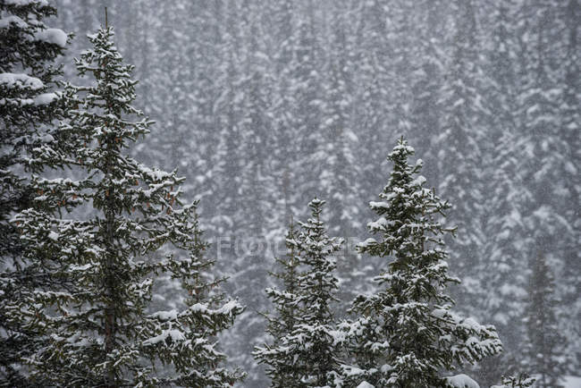 Trees covered with snow in wintry forest — Stock Photo