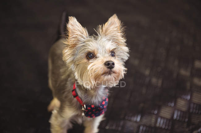 Close-up of yorkshire terrier puppy looking up at dog care center — Stock Photo