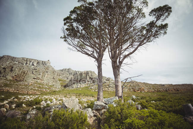 Живописный вид двух деревьев на луга в скалах — стоковое фото