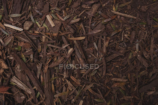 Primer plano de virutas de madera en el suelo - foto de stock