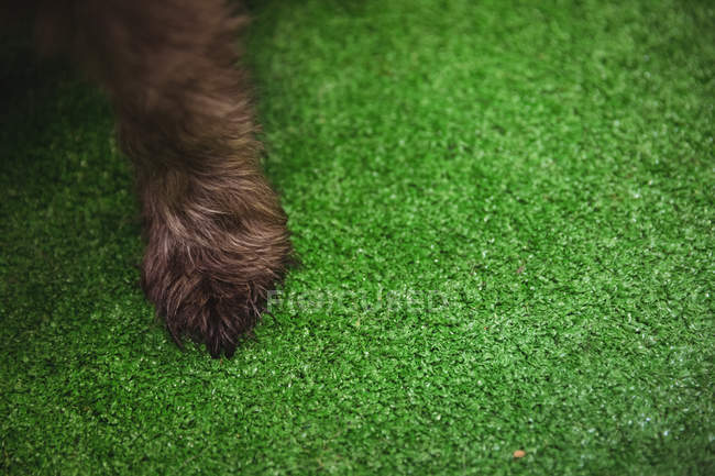Primer plano de la pata del cachorro shih tzu - foto de stock