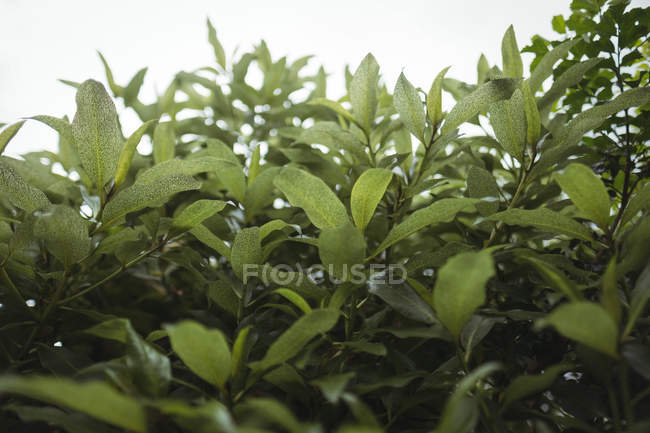 Primer plano de las hojas verdes en la planta - foto de stock