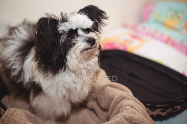 Close-up de papillon cão na mala no centro de cuidados do cão — Fotografia de Stock