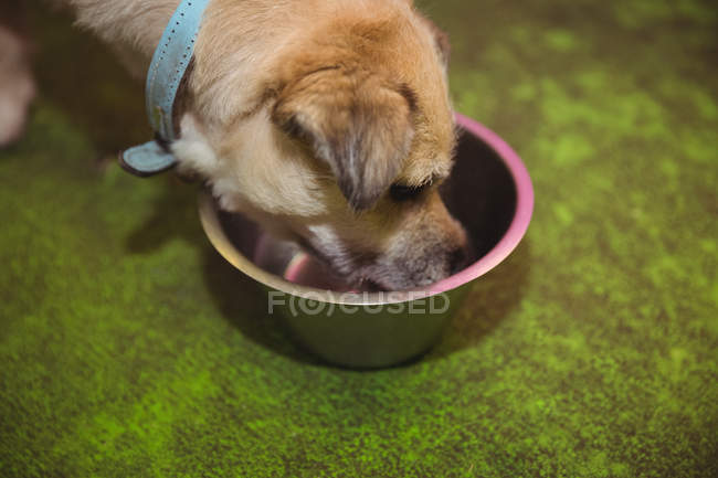 Primer plano de la comida de cachorro del cuenco del perro en el centro de cuidado del perro - foto de stock