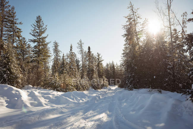 Вид на деревья и снежный пейзаж в солнечный день — стоковое фото