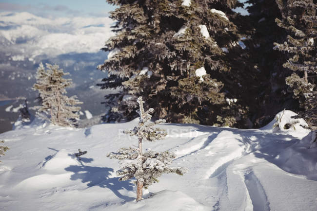 Вид заснеженного ландшафта зимой — стоковое фото
