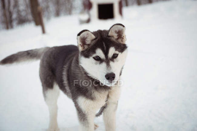 Jovem cão siberiano esperando na neve — Fotografia de Stock