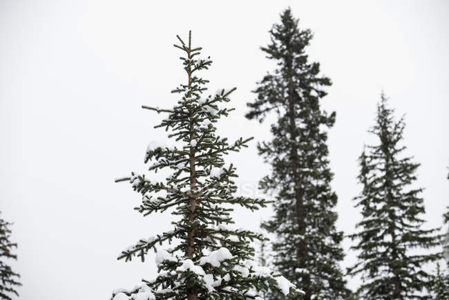 Дерева, покриті снігом в лісі — стокове фото
