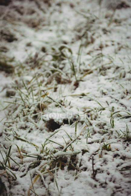 Erba coperta di neve durante l'inverno, primo piano — Foto stock