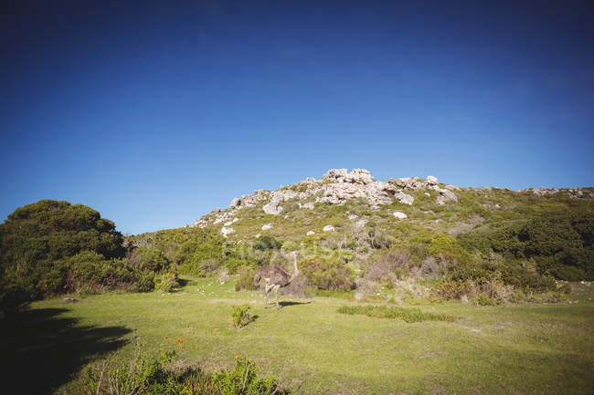 Vista tranquila da colina em pastagens naturais sob o céu azul — Fotografia de Stock