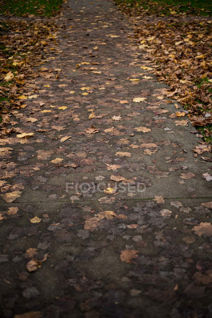 Спокойный вид на березовые листья, упавшие на тропу — стоковое фото