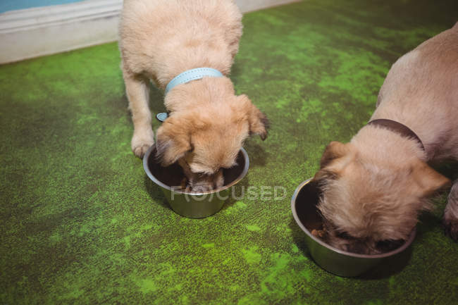 Два щенка едят из собачьих мисок в собачьем центре. — стоковое фото