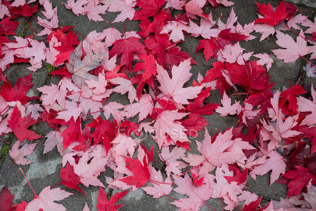Close-up of maple leaves fallen on the road — Stock Photo