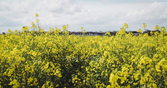 Vista do campo de mostarda em um dia ensolarado — Fotografia de Stock