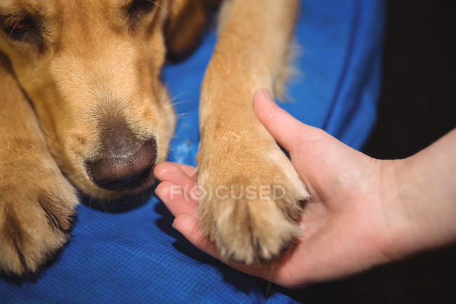 Close-up of woman holding paw of golden retriever — Stock Photo