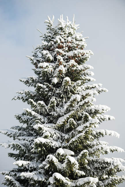 Сніг покритий сосновим деревом взимку — стокове фото