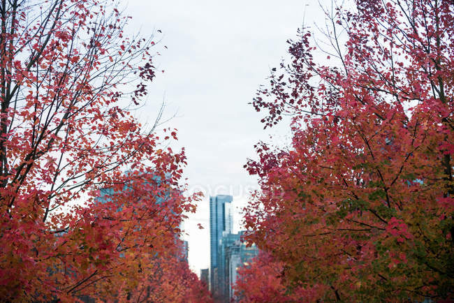 Row of maple trees in the city during autumn season — Stock Photo