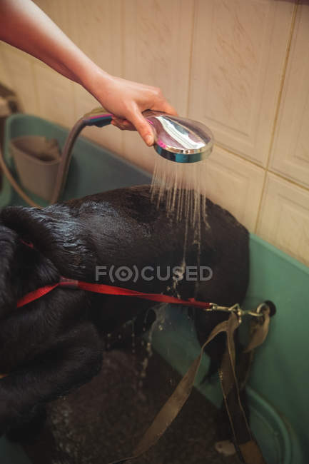 Primer plano de la mujer duchando a un perro en la bañera en el centro de cuidado del perro - foto de stock