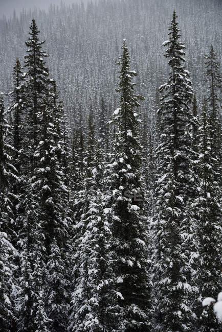 Деревья, покрытые снегом в лесу — стоковое фото