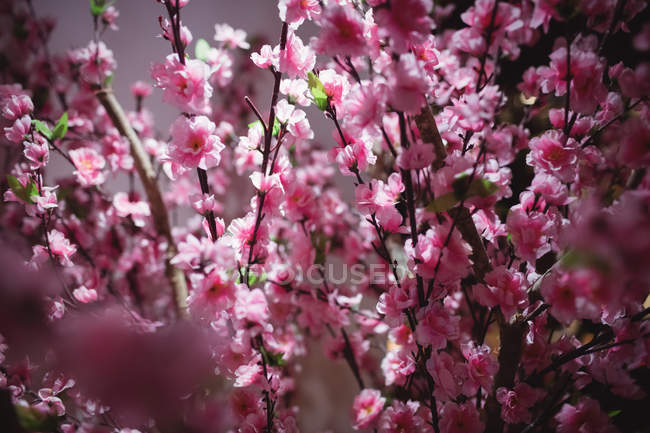 Close-up of branch with pink flowers indoors — Stock Photo