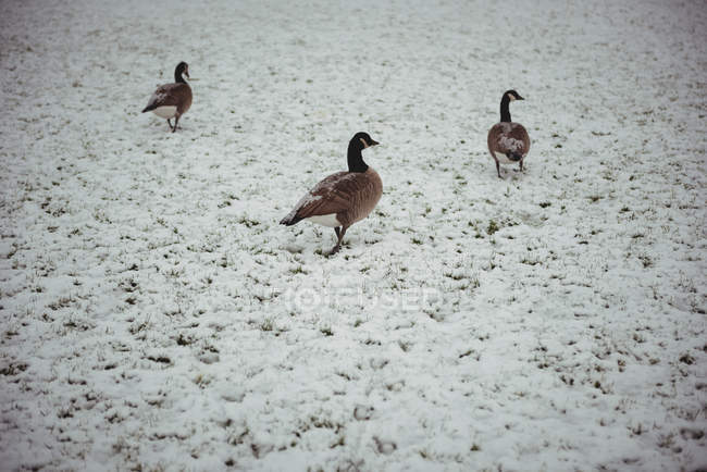 Gansos salvajes caminando en el parque cubierto de nieve durante el invierno - foto de stock