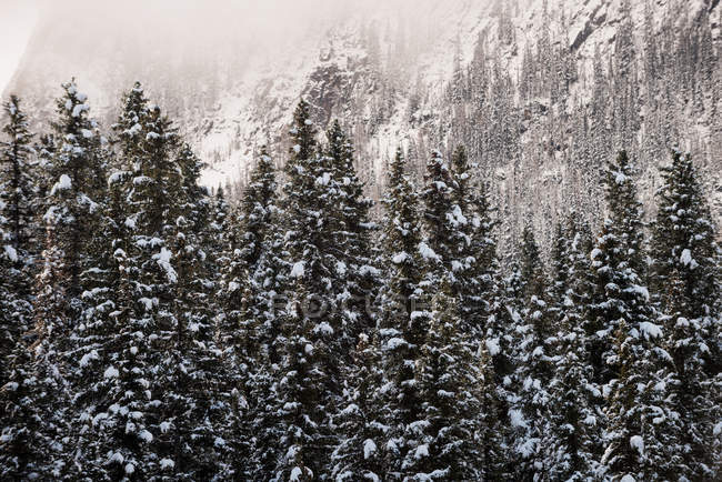 Pinos cubiertos de nieve en el bosque invernal - foto de stock