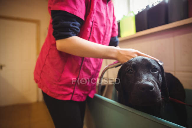 Mujer duchando a un perro en la bañera en el centro de cuidado de perros - foto de stock