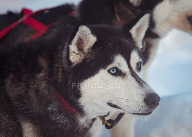 Primer plano del perro siberiano con arnés en el cuello - foto de stock