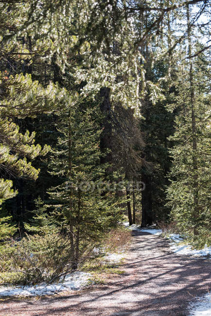 Дорога через лес со снегом и соснами — стоковое фото