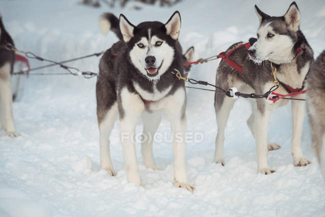 Група Сибірський хаски собак очікування для поїздки санях — Stock Photo