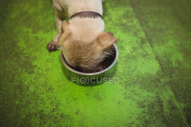 Cucciolo mangiare dalla ciotola del cane al centro di cura del cane — Foto stock