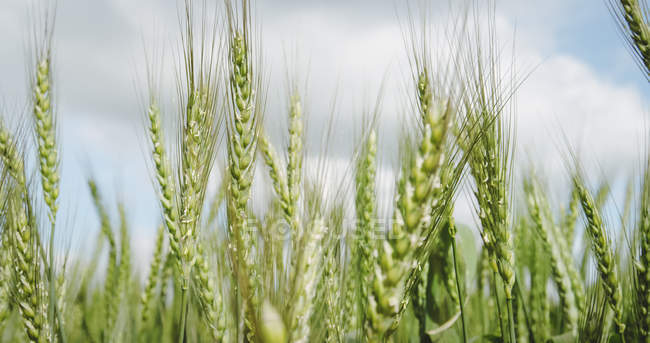 Вид на пшеничное поле в солнечный день — стоковое фото