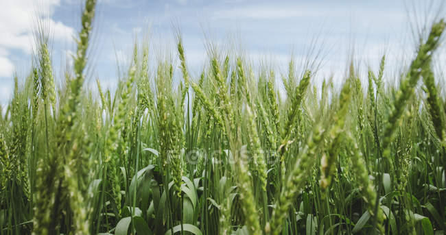 Vista del campo de trigo en un día soleado - foto de stock